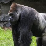 Murió Ozzie, el gorila macho más longevo del mundo