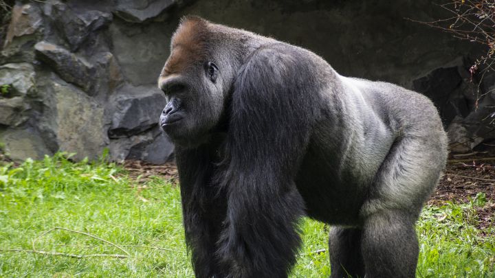 Murió Ozzie, el gorila macho más longevo del mundo