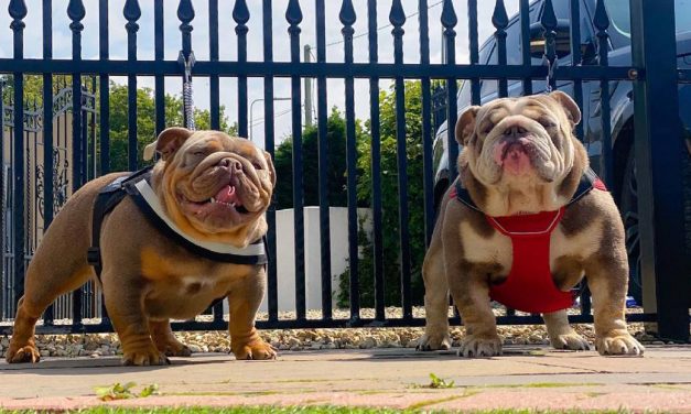 Pareja de Reino Unido tendrá que pagar multa de 547.000 dólares por obligar a sus mascotas bulldog a reproducirse seguido