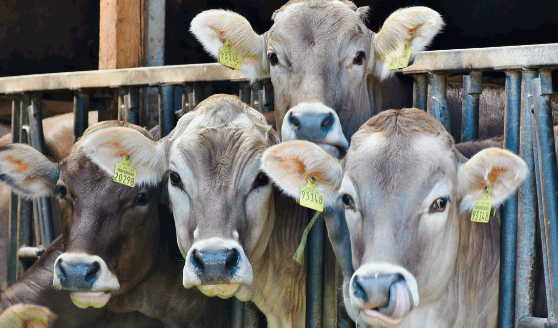 UE demanda a España por el impacto ambiental de la ganadería industrial