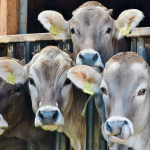 UE demanda a España por el impacto ambiental de la ganadería industrial