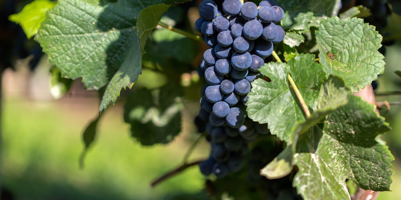 El vino español está en peligro: una subida de dos grados de temperatura hará inviables el 90% de las zonas vitivinícolas