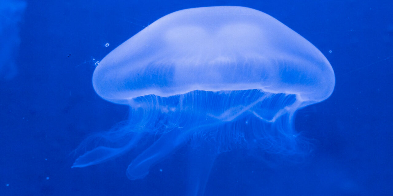 Un manto azul invade las playas de la Costa Daurada: qué es esta peligrosa especie y que peligros corren las personas