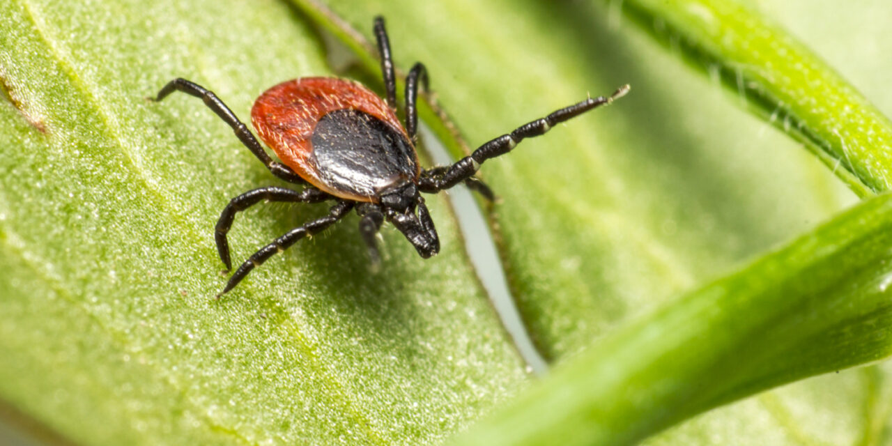 Una nueva especie de garrapata llega a España: «Podrían transmitir una bacteria que afecta al ser humano»