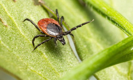 Una nueva especie de garrapata llega a España: «Podrían transmitir una bacteria que afecta al ser humano»