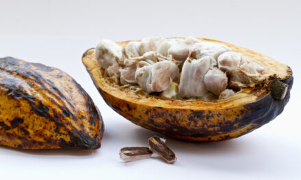 La producción mundial de chocolate en peligro: así es el ‘virus de los brotes hinchados’ que destruye los cultivos de cacao