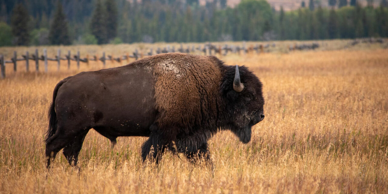 ¿Bisontes europeos en el sur de España?