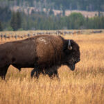 ¿Bisontes europeos en el sur de España?