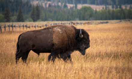 ¿Bisontes europeos en el sur de España?