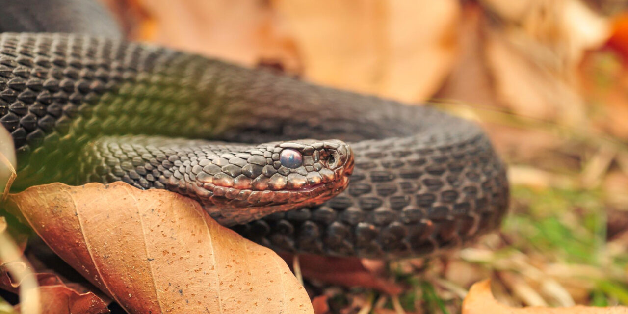 Ni hay plaga de víboras ni el bosque está sucio