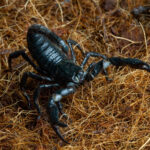 Llega la temporada de los escorpiones en España: cuáles son los más peligrosos y qué hacer si te pican