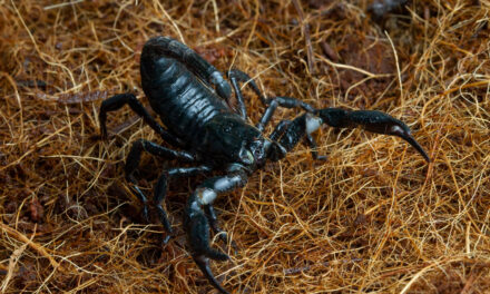 Llega la temporada de los escorpiones en España: cuáles son los más peligrosos y qué hacer si te pican