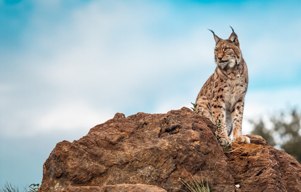 Los espacios naturales de España que tienen especies en peligro de extinción y puedes visitar