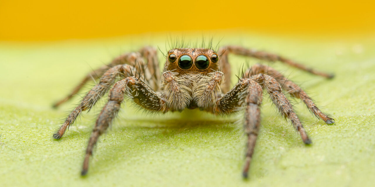 Así es la nueva especie de araña camello descubierta en el sur de España 200 años después de la primera