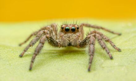 Así es la nueva especie de araña camello descubierta en el sur de España 200 años después de la primera