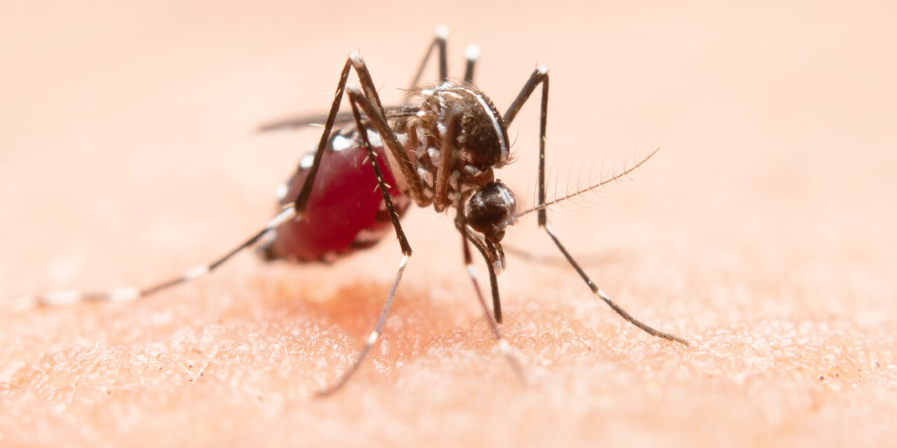 El dengue se desboca en América Latina, que vive el peor brote de su historia: los casos de este año ya superan la cifra total de 2023