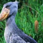 Come cocodrilos y mata a sus hermanos: así es el pájaro africano con ‘boca de ametralladora’ que procede de los dinosaurios