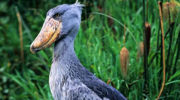 Come cocodrilos y mata a sus hermanos: así es el pájaro africano con ‘boca de ametralladora’ que procede de los dinosaurios