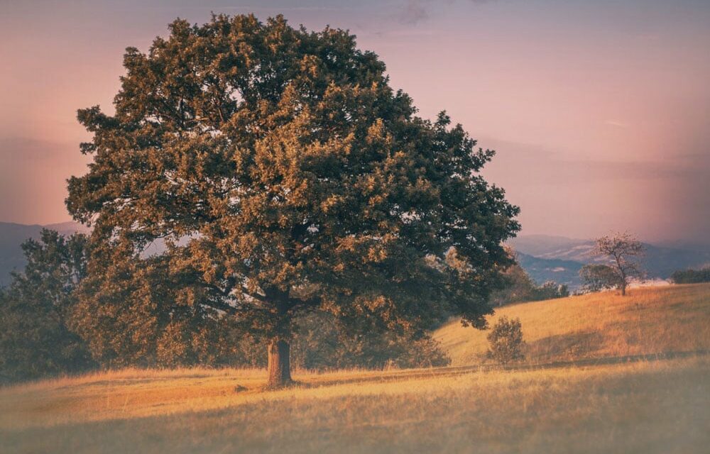 El árbol más antiguo de la Tierra: 30 metros de altura, más de 5 milenios y endémico de Sudamérica