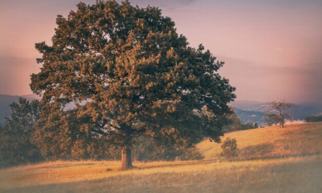 El árbol más antiguo de la Tierra: 30 metros de altura, más de 5 milenios y endémico de Sudamérica