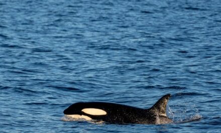 Un velero se hunde en el estrecho de Gibraltar tras ser golpeado por unas orcas