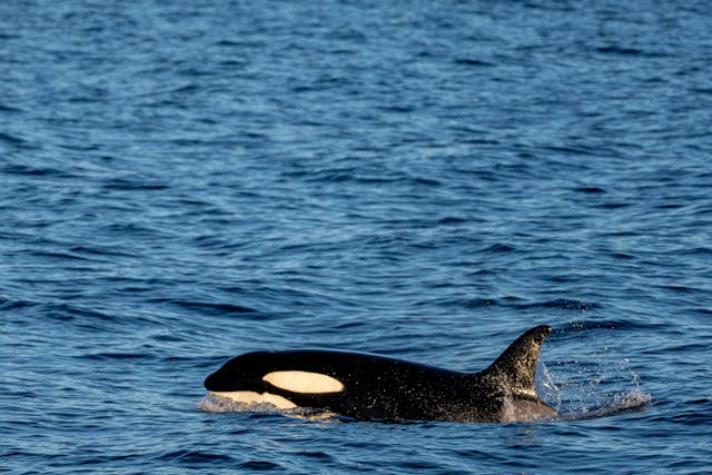 Un velero se hunde en el estrecho de Gibraltar tras ser golpeado por unas orcas
