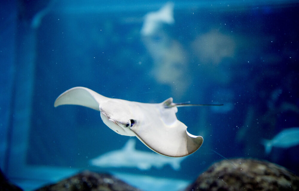 30 mantas raya, especie en peligro, son atrapadas accidentalmente por la almadraba de Cartagena