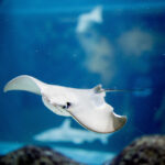 30 mantas raya, especie en peligro, son atrapadas accidentalmente por la almadraba de Cartagena