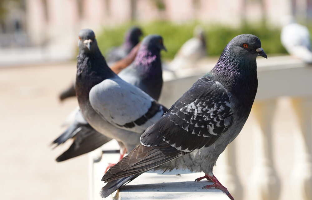 Este es el cruel método para exterminar palomas que ha votado en referéndum una localidad de Alemania