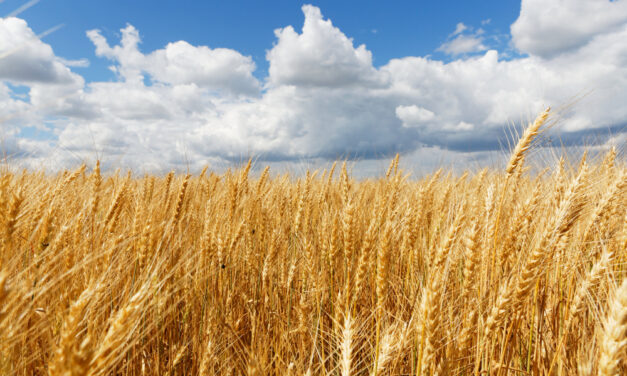 ONG ambientales piden a Planas que la PAC promueva «una transición justa» hacia la sostenibilidad del sector agrario