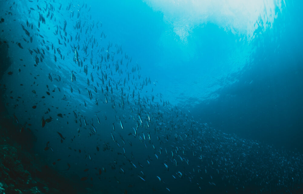 Día Mundial de los Océanos: implementación del Acuerdo de Alta Mar, los desafíos y oportunidades para Chile