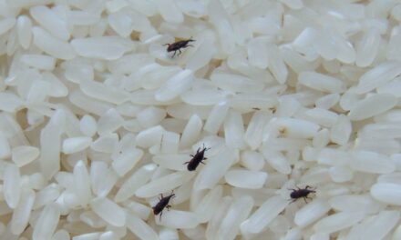 Así son los gorgojos, los bichos que infectan la comida en verano: cómo deshacerse de ellos y cómo prevenirlos