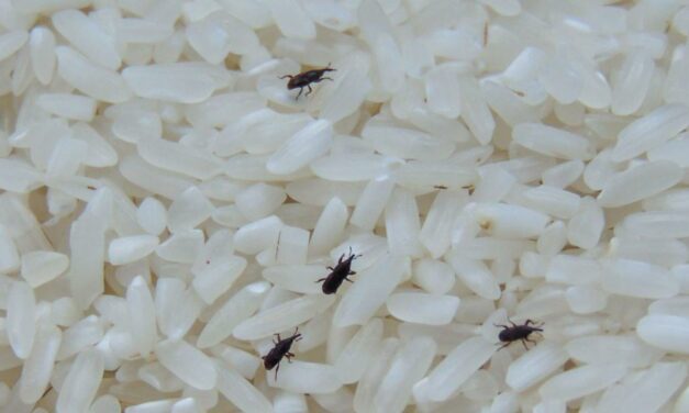 Así son los gorgojos, los bichos que infectan la comida en verano: cómo deshacerse de ellos y cómo prevenirlos