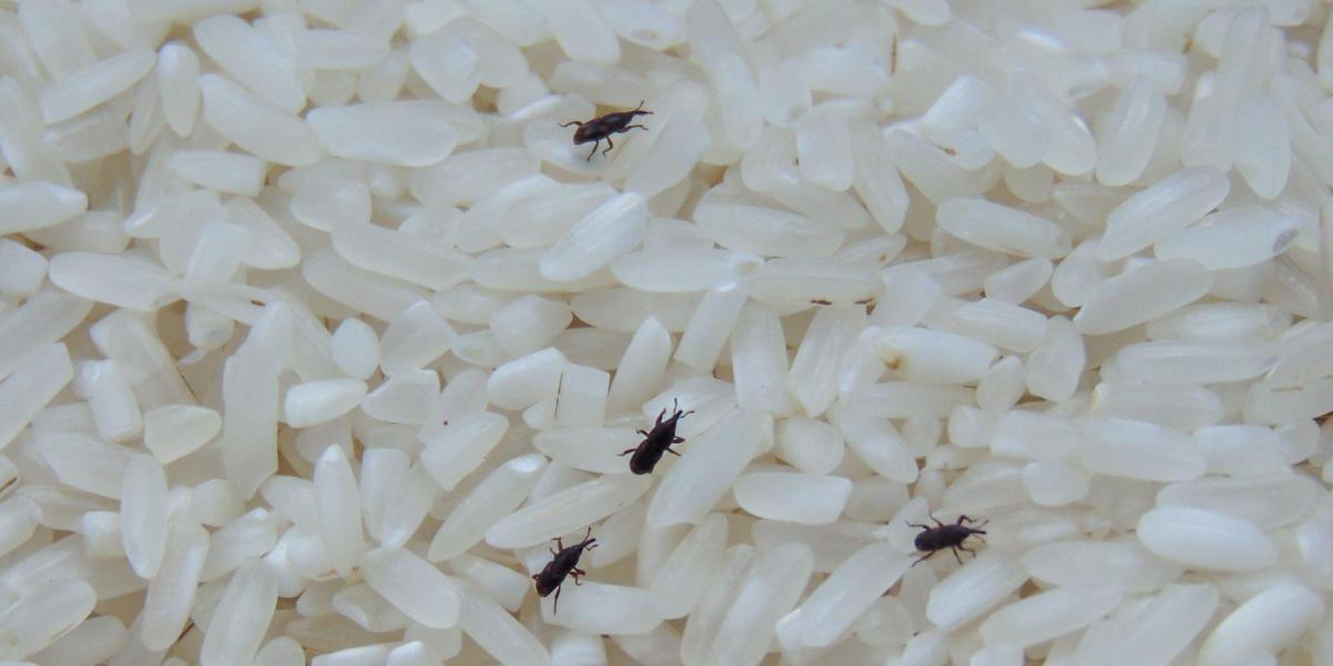 Así son los gorgojos, los bichos que infectan la comida en verano: cómo deshacerse de ellos y cómo prevenirlos