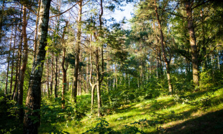 Ecologistas denuncian la tala de árboles en el paraje natural de Pozuelo: «Es uno de los primeros ecocidios bajo la ley ómnibus»